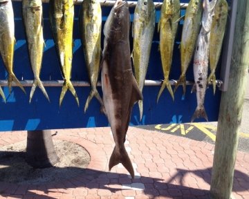 Cobia and dolphin fish hung together